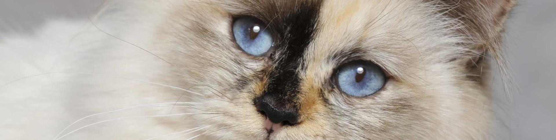 Exposition féline région PACA