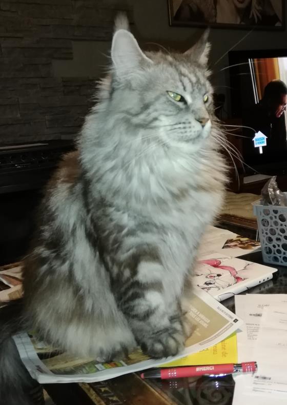 Just Simbel de la Cité d'Arrakan