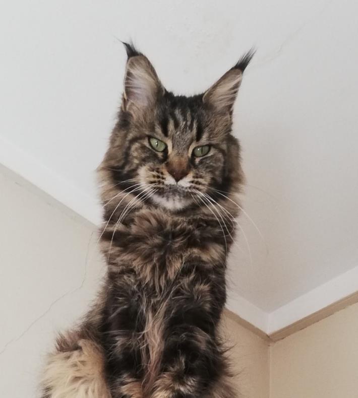 Lady Nefert du Tigre Argenté