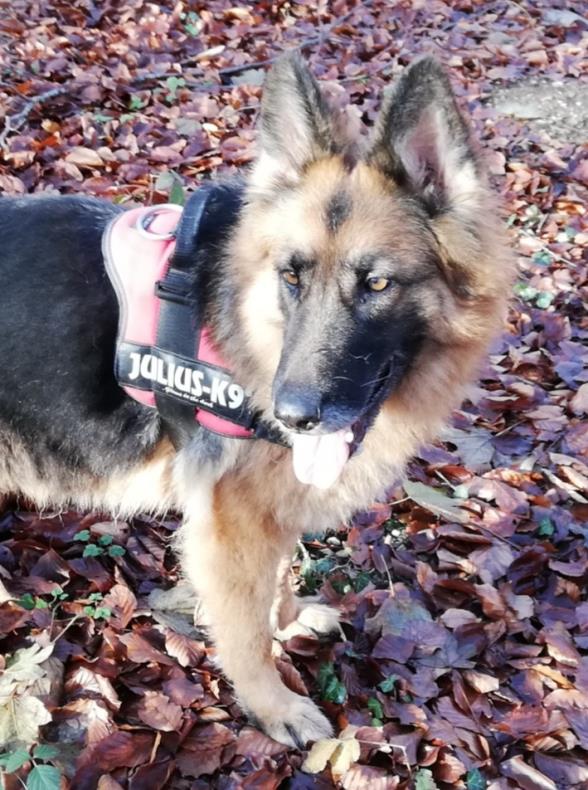 Louna, notre berger allemand