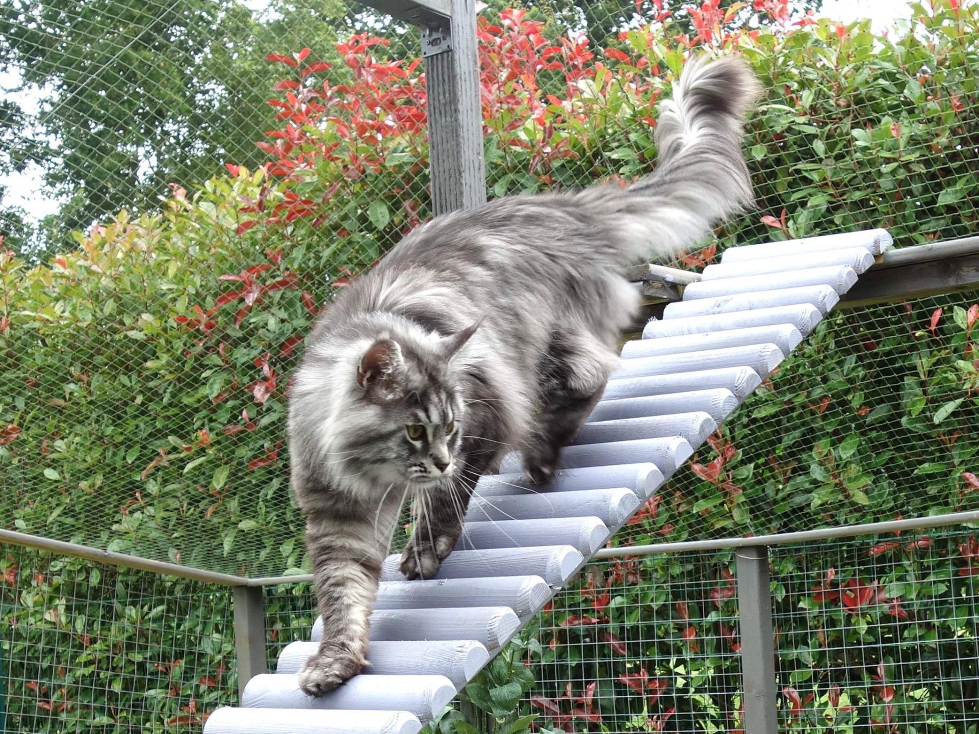 Mario des Deg's Coon