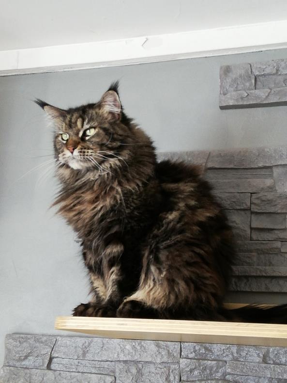 Miss Hâpy des Coons de Bastet