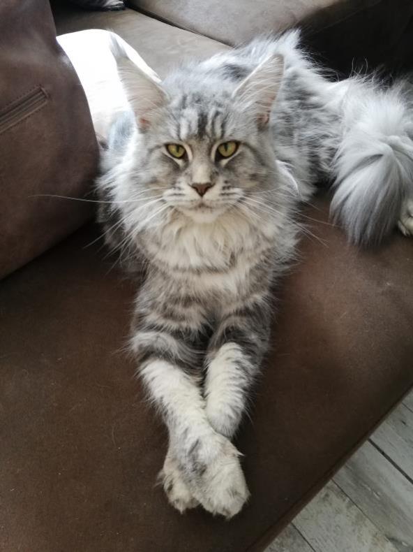 Oasis des Coons de Bastet