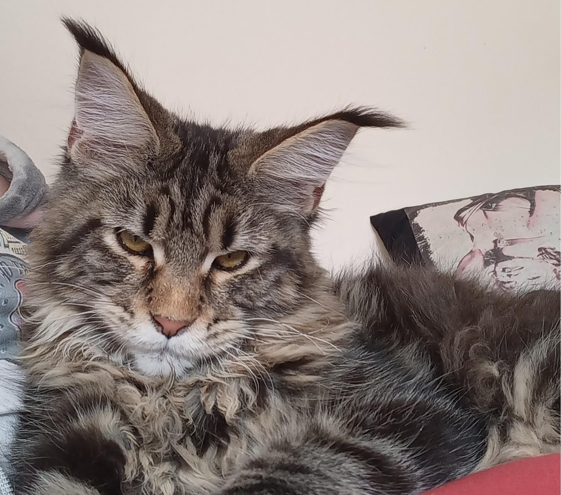 Tanis de la Quinta do Gato
