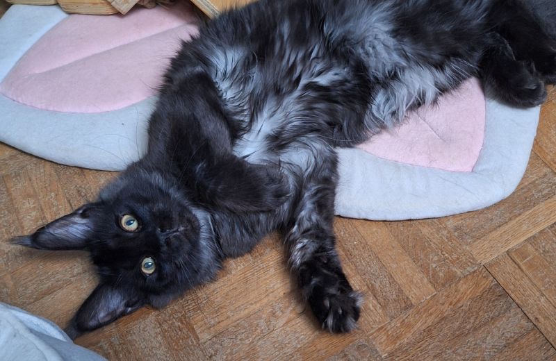 Unik Nout du Katt Skalli