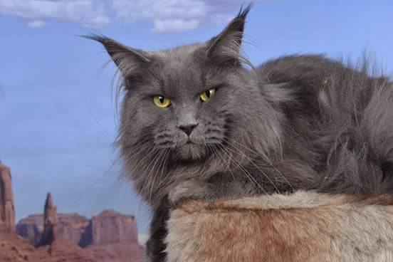 Wild Lynx Jedi Blue Starlight